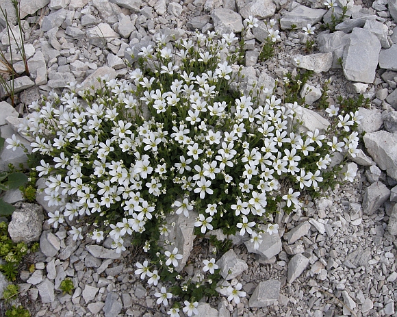 Arenaria bertolonii / Arenaria di Bertoloni